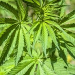 Plantacja konopi indyjskich w gminie Zielonki